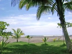 clear sky and almond beach with palms