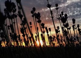 lavender field against the evening sky