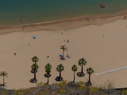 palm trees on the sand beach