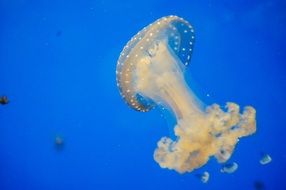 big white jellyfish in blue water