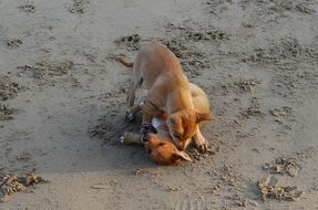 two puppies on the beach