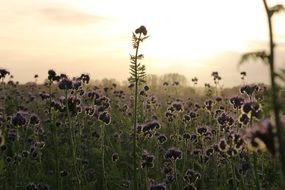 very beautiful phacelia field