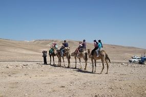 camels caravan in the desert