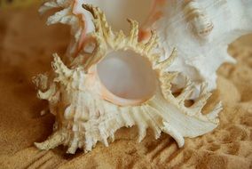 Big white shell on the sand