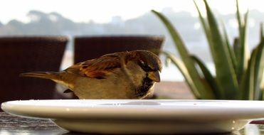 bird dish beach