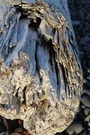 driftwood and ocean water