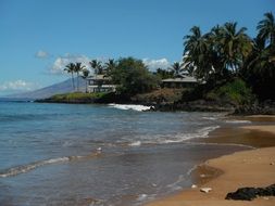 palm trees on tropical beach, usa, hawaii, maui