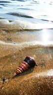 pink striped seashell on sand beach