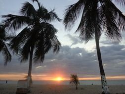 beach with palms sunset scene