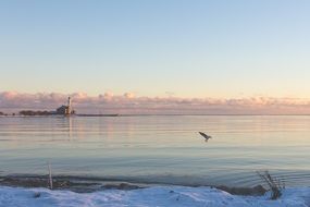 bird flying near water winter scene