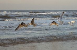 seagulls on beach
