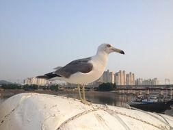 seagull on a white stone on the beach