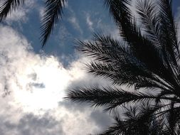 palm trees leaves