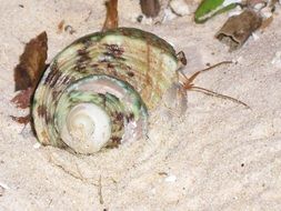 Crab in a seashell on a sandy beach close-up