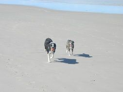 Dogs on the beach