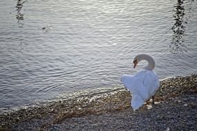 white swan on the rocky of the lake