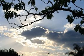 the sun behind the cloud in the sky behind the branch