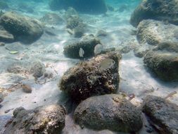 sea bottom with stones