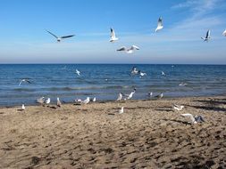 Gulls of the Baltic sea