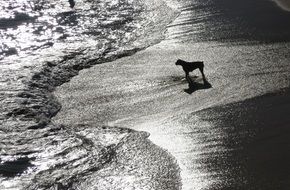 dog on the beach at dusk