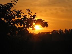 orange bright sunset in the forest