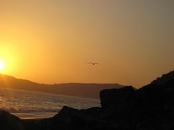 seagull in flight over the coast of italy at sunset