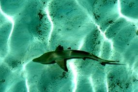 fish under clear water