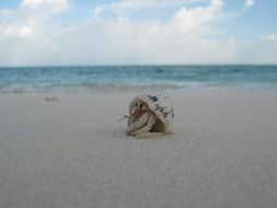 little white crab on the beach in the maldives