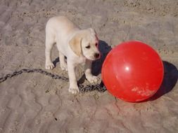 red ball and cute puppy on the beach