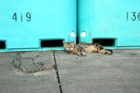 domestic cat sleeps near turquoise doors