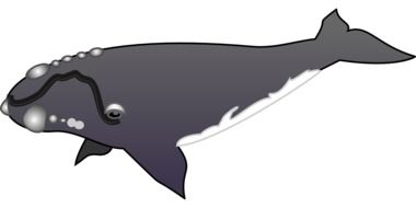 gray whale drawing