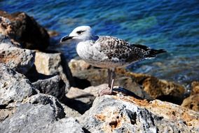 sea ââgull on a stone by the water