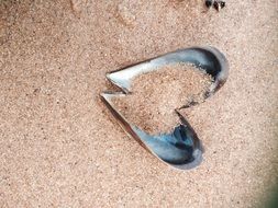 seashell heart
