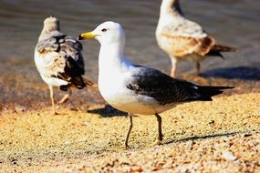 seagulls on the sand near the surf close up