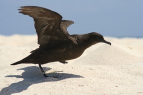 christmas shearwater on the sand close up