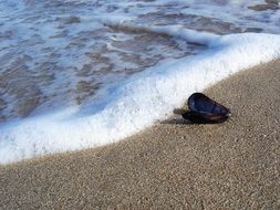 seashell near the surf close up