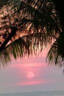 palm branches and pink evening sun in Thailand