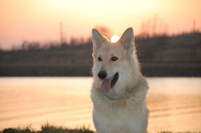 nice sled dog