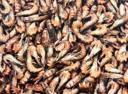 very beautiful crangon shrimp
