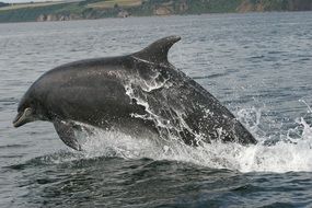 Dolphin jumping in the water
