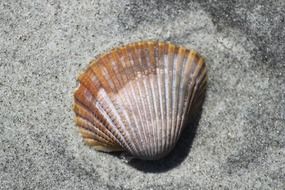 oyster shell on the shore