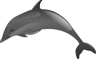 dolphin on a white background