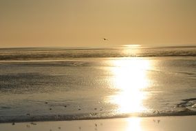 landscape of glossy sea beach at sunset in Netherlands on ameland island