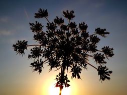 parsley flower