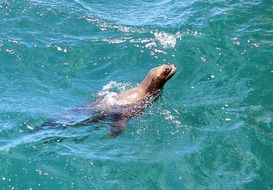 seal in natural habitat