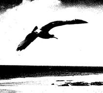 silhouette of a seagull in flight over the beach