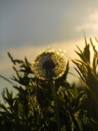 irresistible dandelion