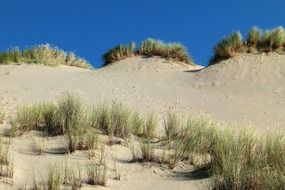 dunes with grass in national park in Oregon