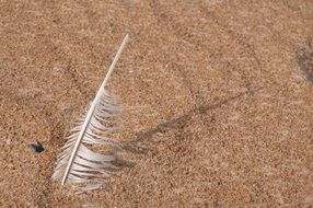 feather in the sand close-up