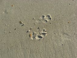 Close-up of the footprints on ocean beach